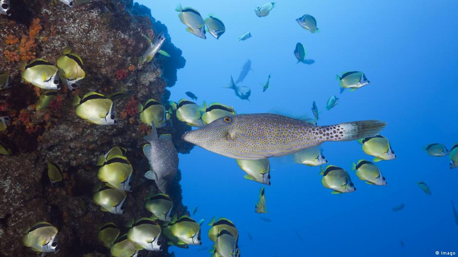Mexiko Biodiversität Fische am Korallenriff
