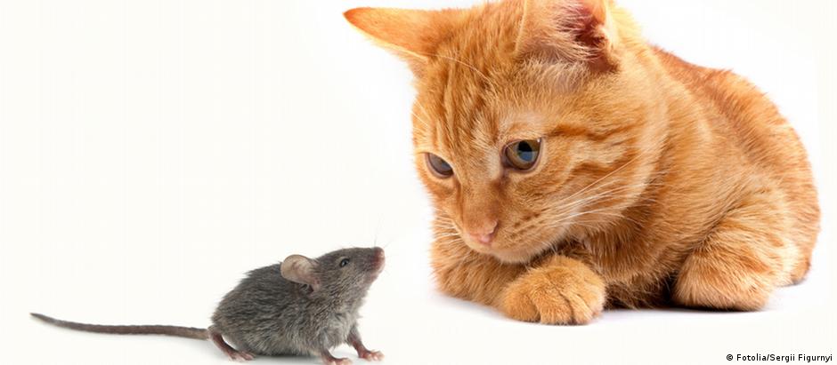 Ratos infectados com o parasita que causa toxoplasmose se comportam de maneira estranha