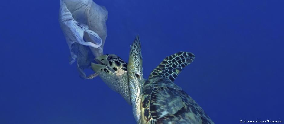 Tartaruga marinha tenta comer sacola plástica em Portugal