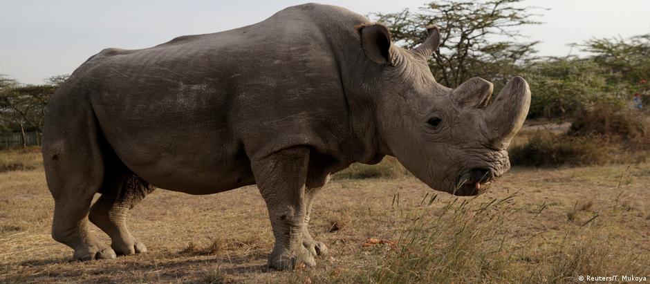 Sudão, o último rinoceronte-branco-do-norte macho, morreu em março no Quênia