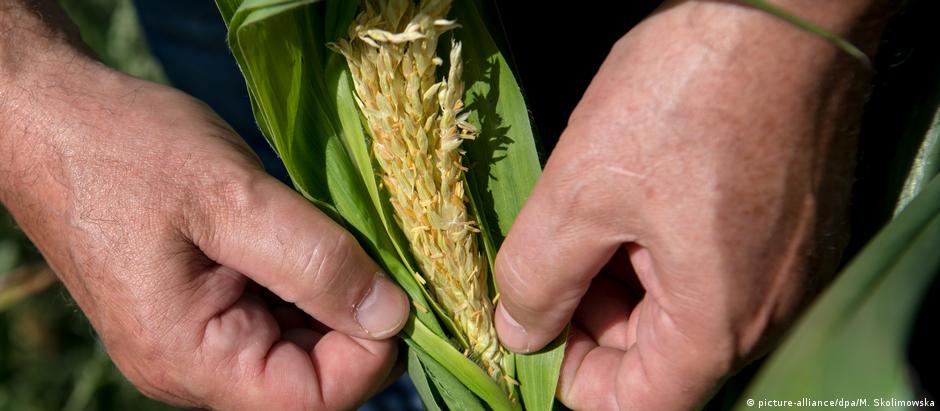 Espiga de milho seca: retrato do escaldante verão na Alemanha